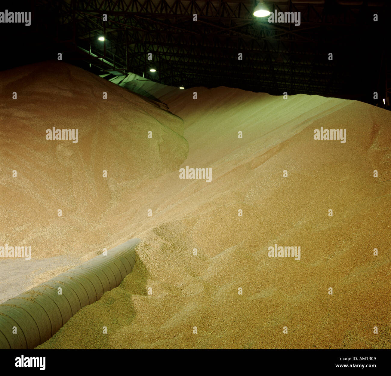 View of Grain inside large grain storage hanger Stock Photo Alamy