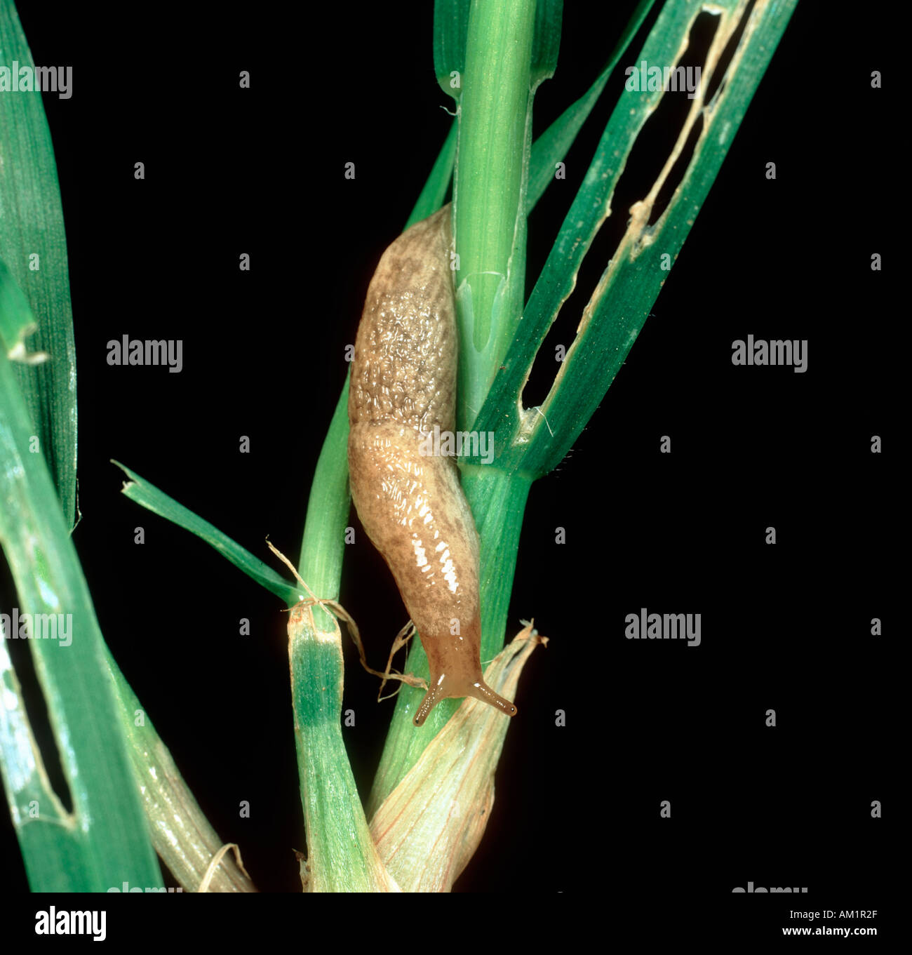 Grey Field Slug Deroceras reticulatum on damaged wheat seedling Stock Photo