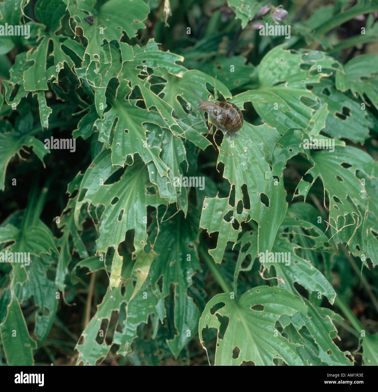 Garden snail Cornu aspersum slug snail damage to Hosta spp