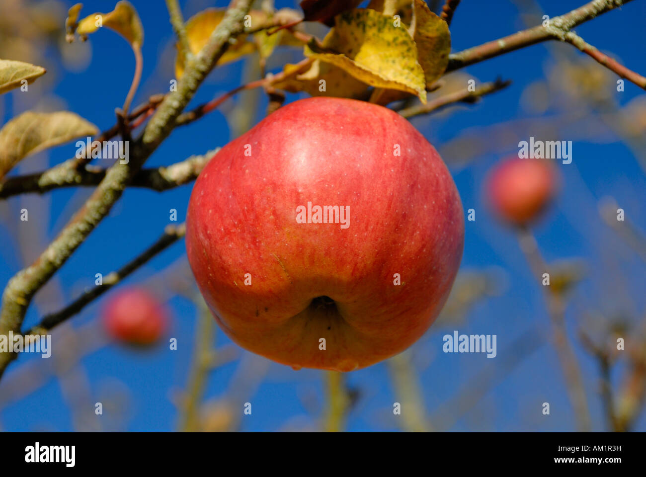 A mature apple on an apple tree Stock Photo