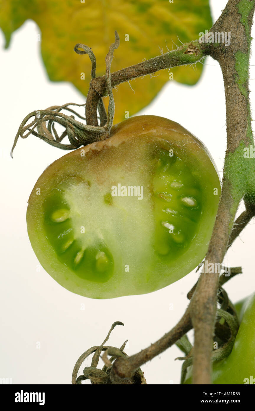 Late blight Phytophthora infestans discolouration in section of tomato fruit Stock Photo