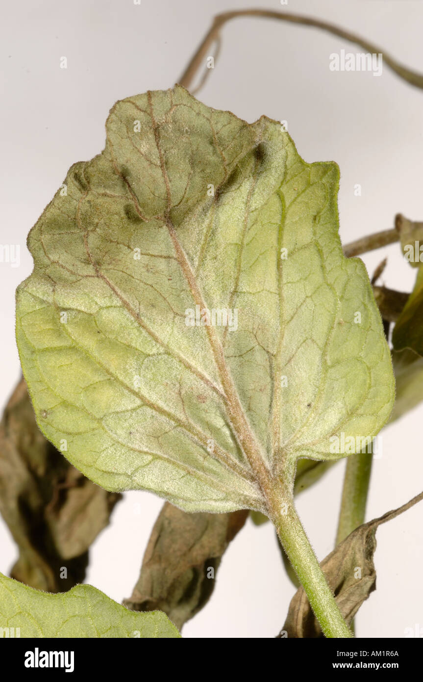 Late blight Phytophthora infestans infection and mycelium development on a tomato leaf underside Stock Photo