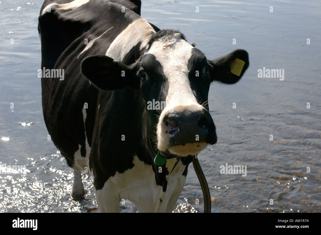 Holstein Friesian dairy cow backlit by sunlight standing in the River ...