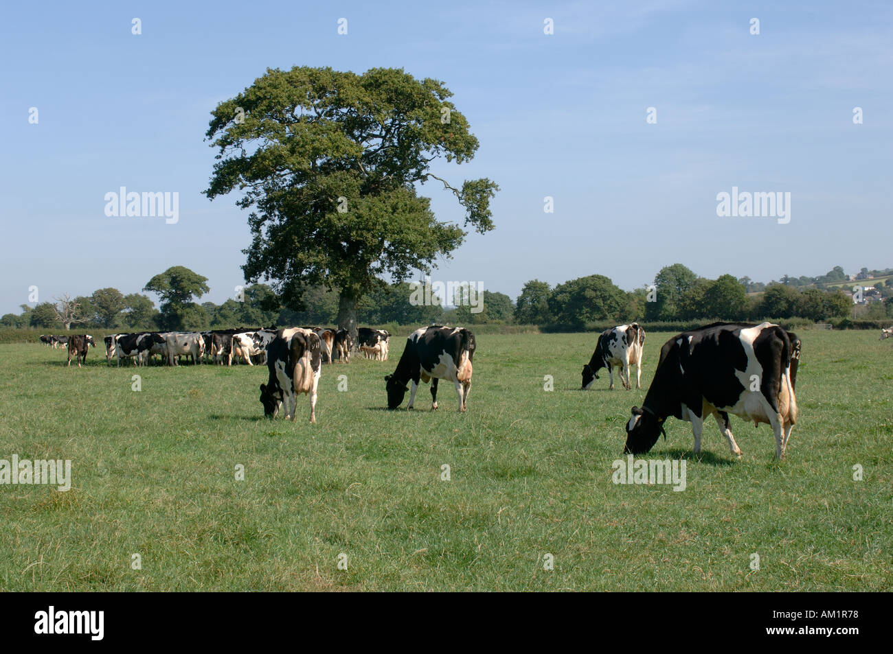 Holstein Friesian dairy cows grazing on summer grass Devon Stock Photo