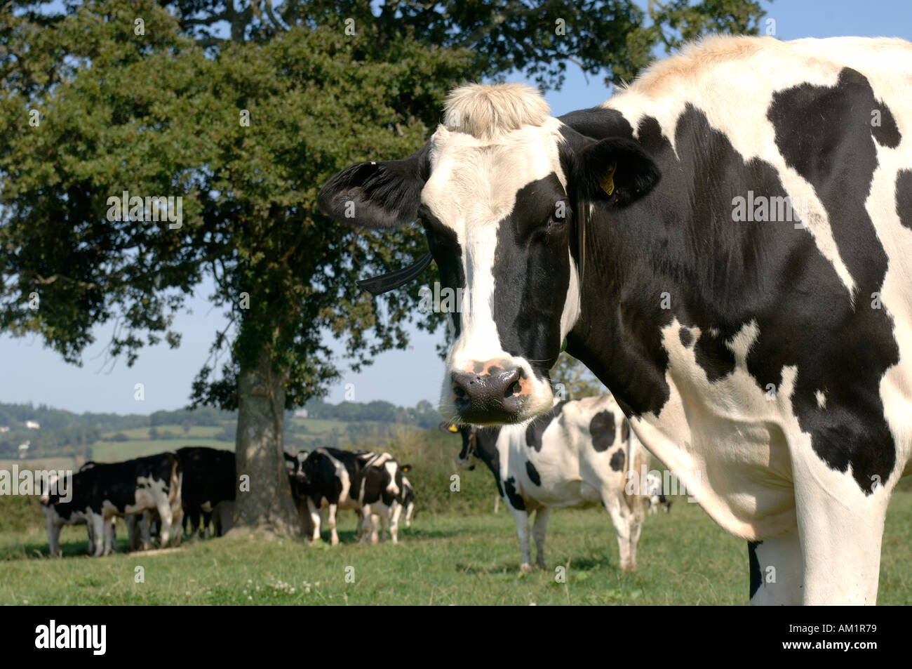 Close up of Holstein Friesian cow with cows behind grazing on Devon summer grassland Stock Photo