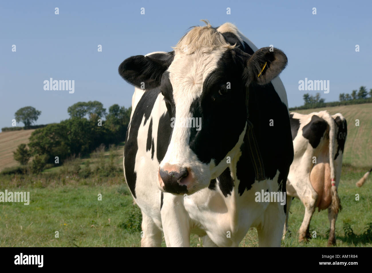 Close up of Holstein Friesian cow on grass pasture Devon Stock Photo ...