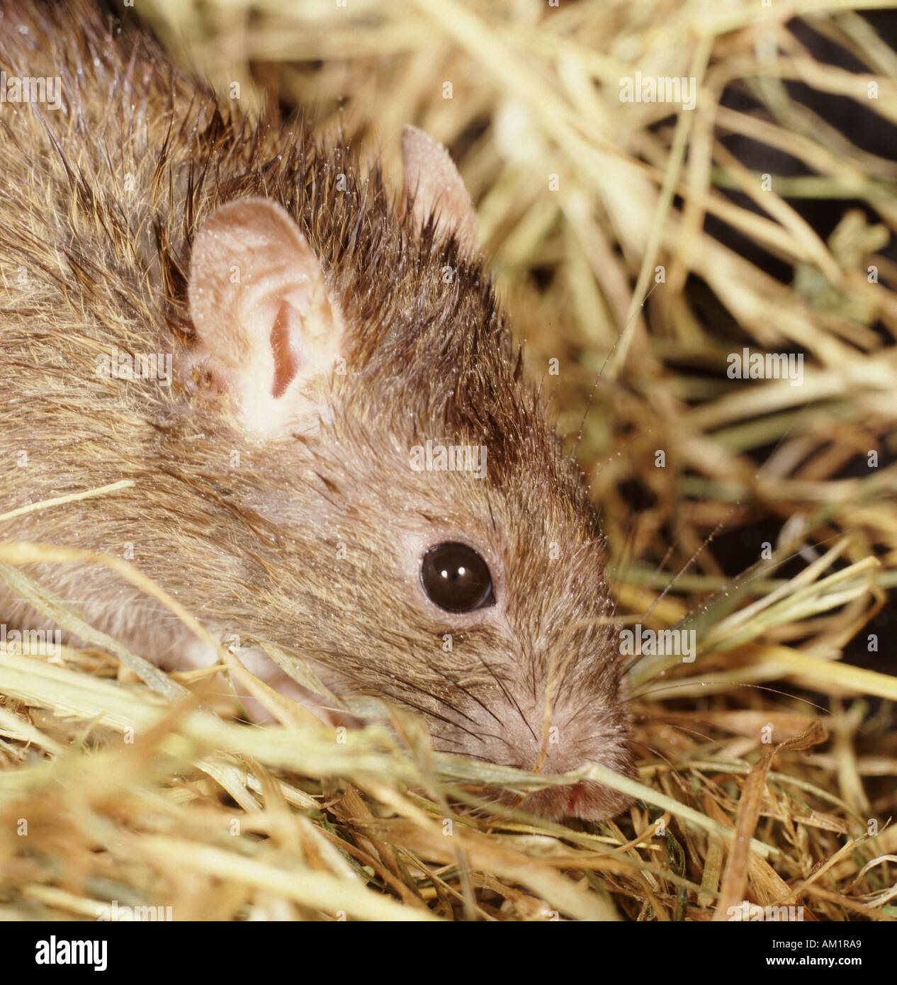 Close up of a Brown rat on straw Rattus Stock Photo