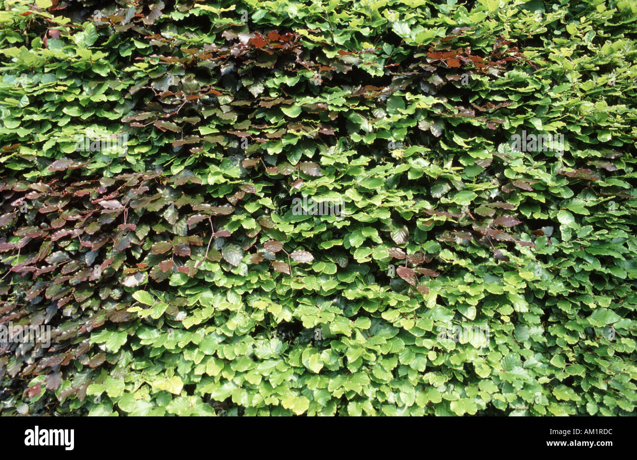 Beech hedge with green copper leaves Fagus sylvatica Stock Photo Alamy