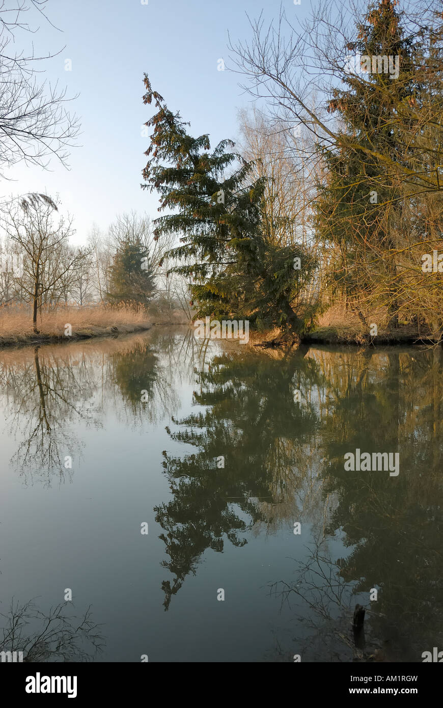 Tilted tree and reflections in the Schmutter river close to Augsburg, Bavaria, Germany Stock Photo