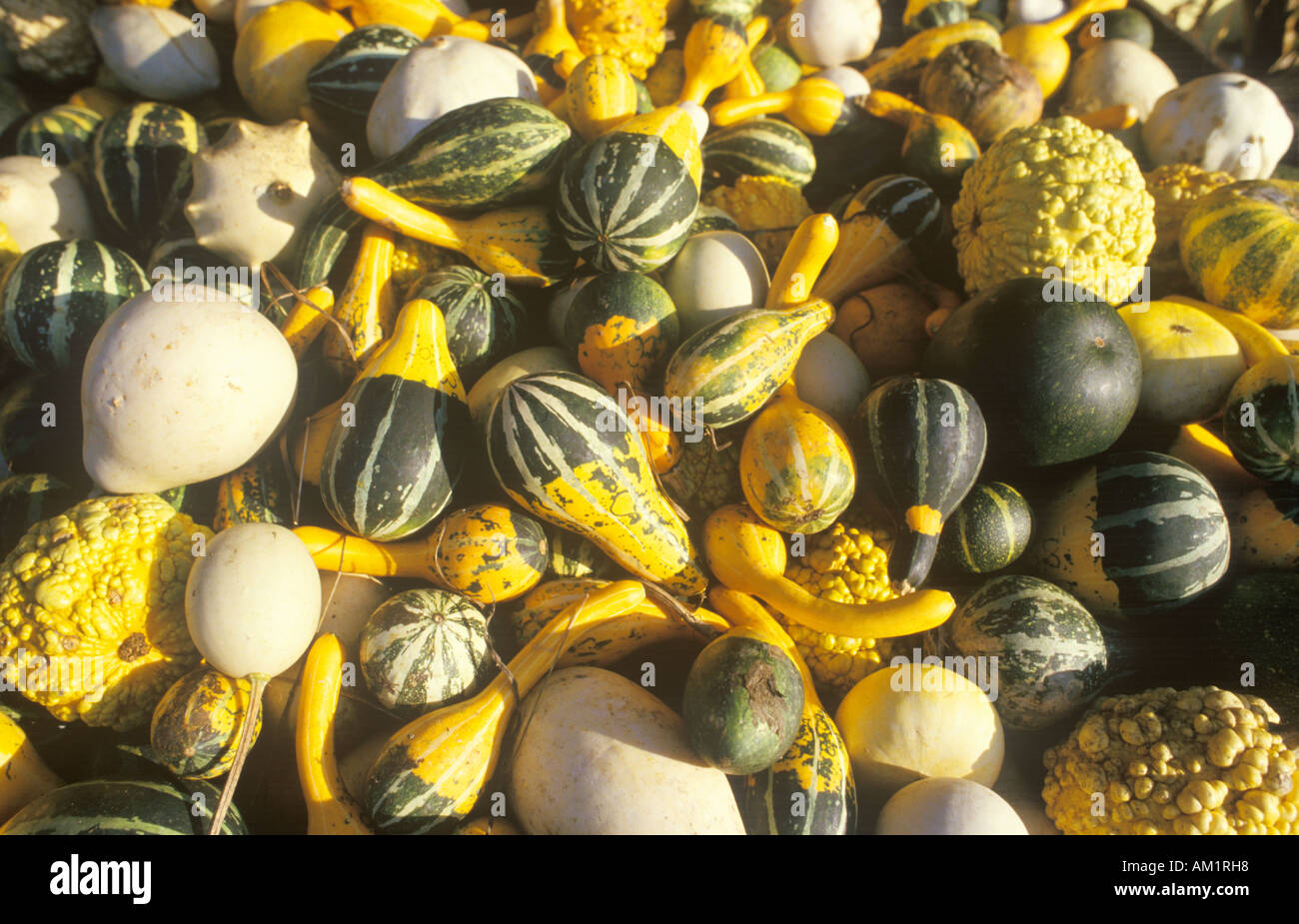 Autumn Squash Connecticut Stock Photo