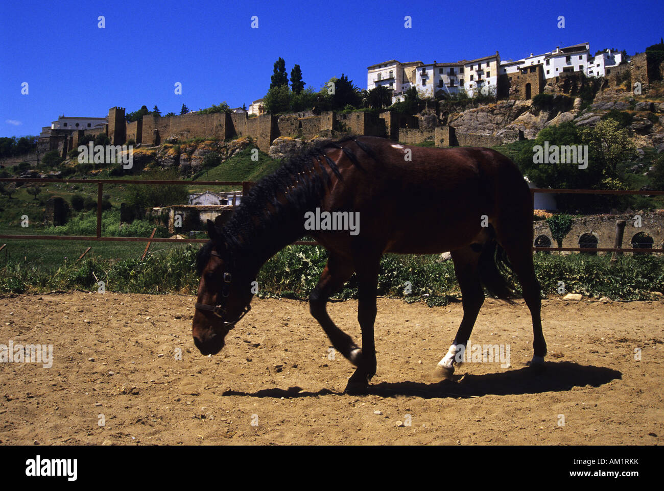 Horse RONDA Malaga province Andalusia region Spain Stock Photo