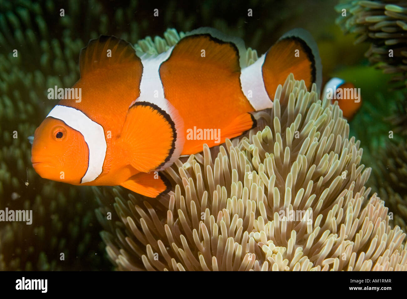False anemonefish or Clownfish Amphiprion ocellaris. Stock Photo