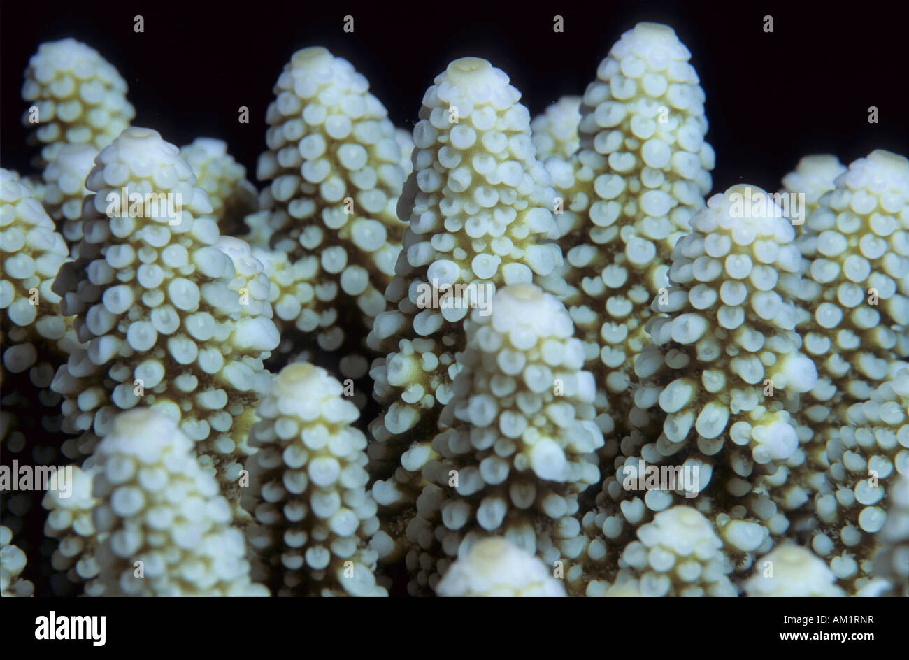 Stone Coral Acropora nasuta. Stock Photo