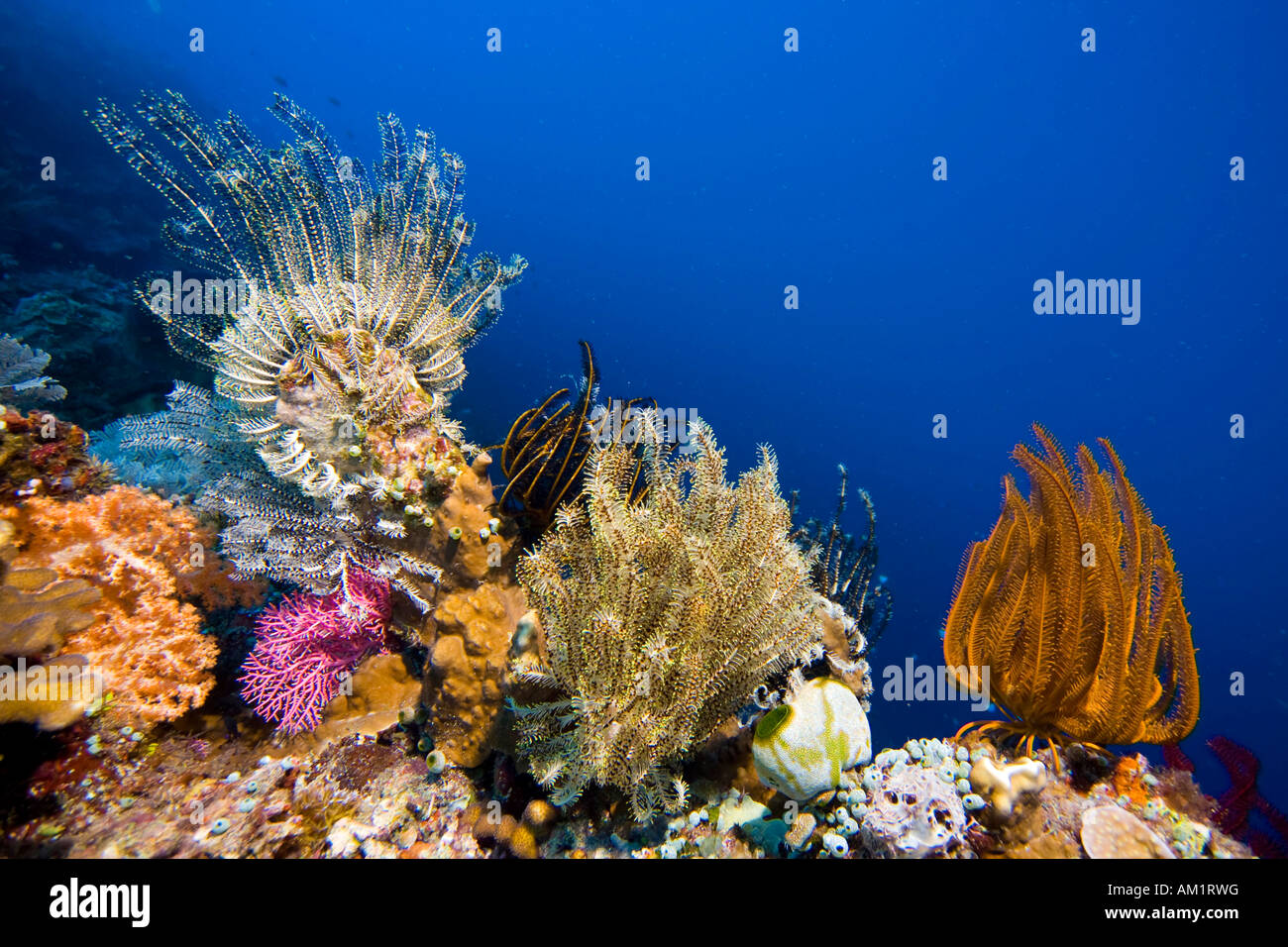 Colour-splendid coral reef covered with feather stars. Stock Photo