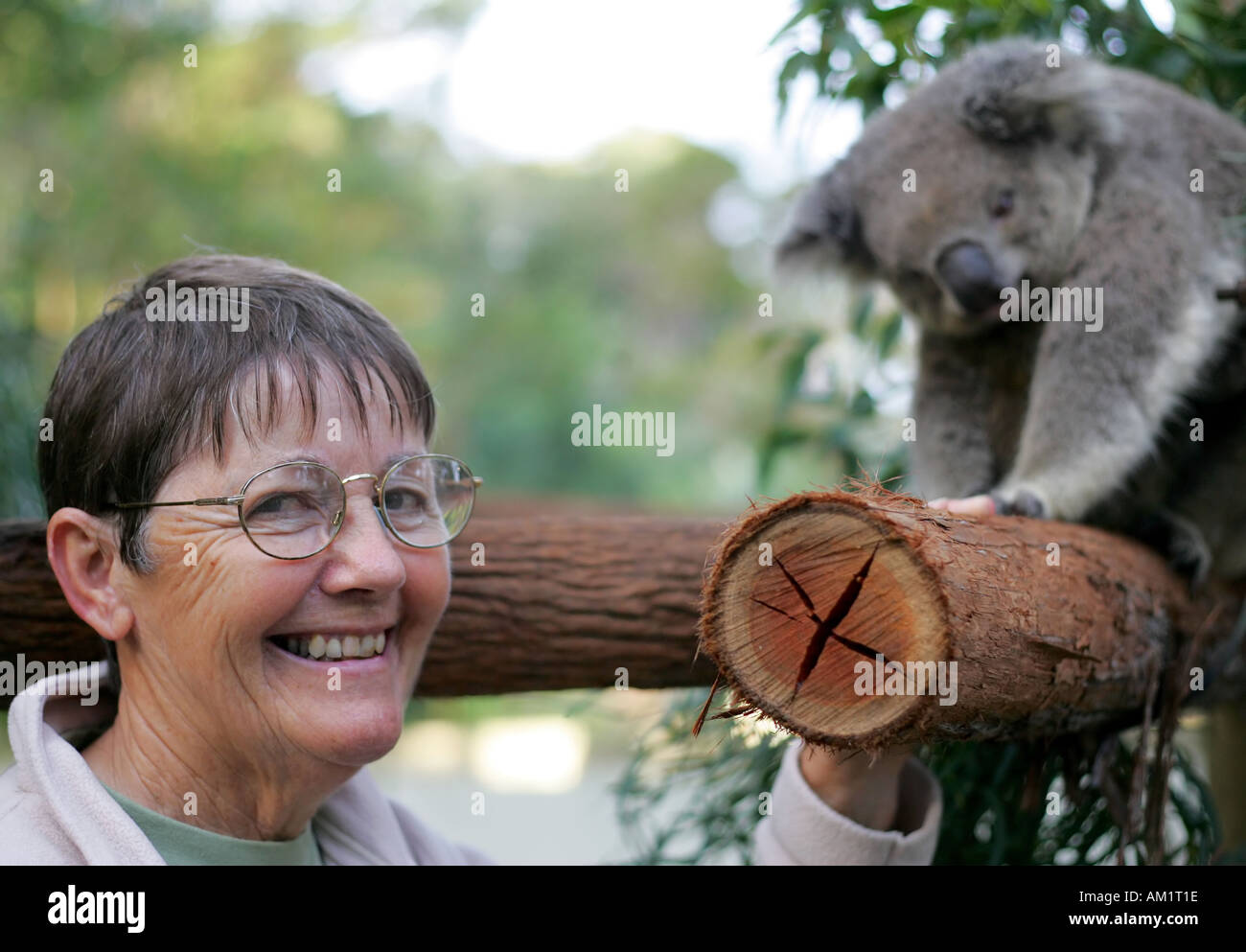 Koala hospital Port Macquarie Stock Photo