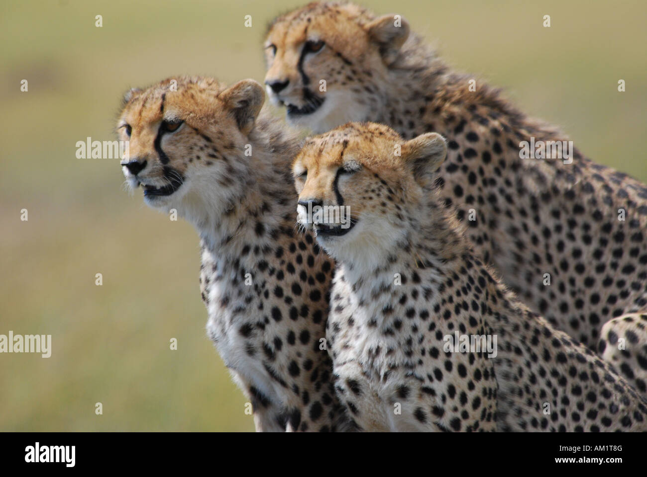 Three cheetahs (acinonyx jubatus ) Masai Mara National Reservat, Kenia, Africa Stock Photo