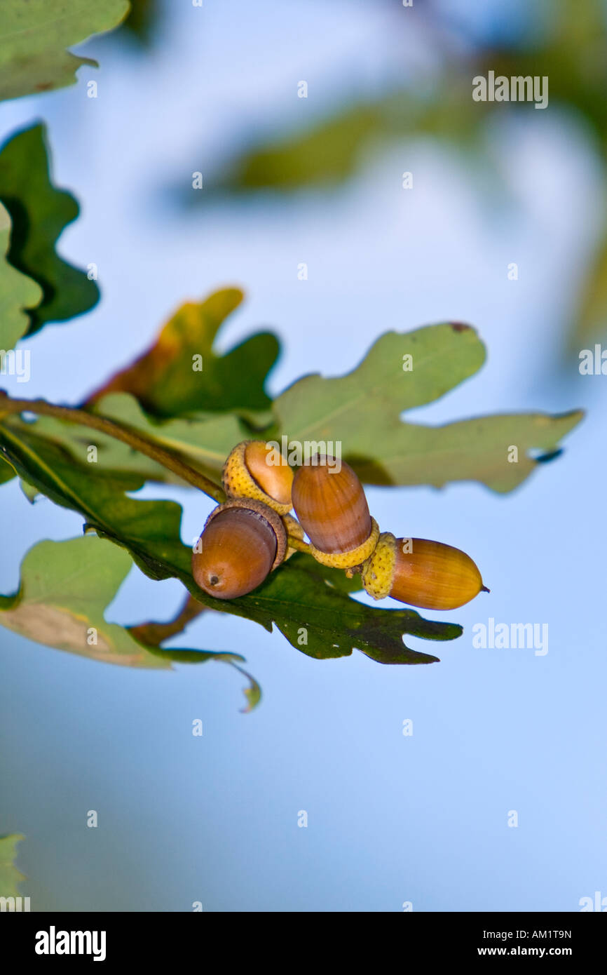Acorns and oak leaves at the tree (Quercus robur) Stock Photo