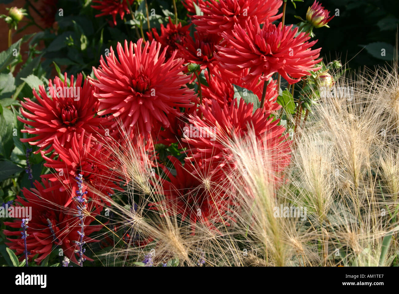 Group of bright red semi cactus Dahlia Hybrid Egelborg and wild foxtail barley at Buga in Munich Germany Stock Photo