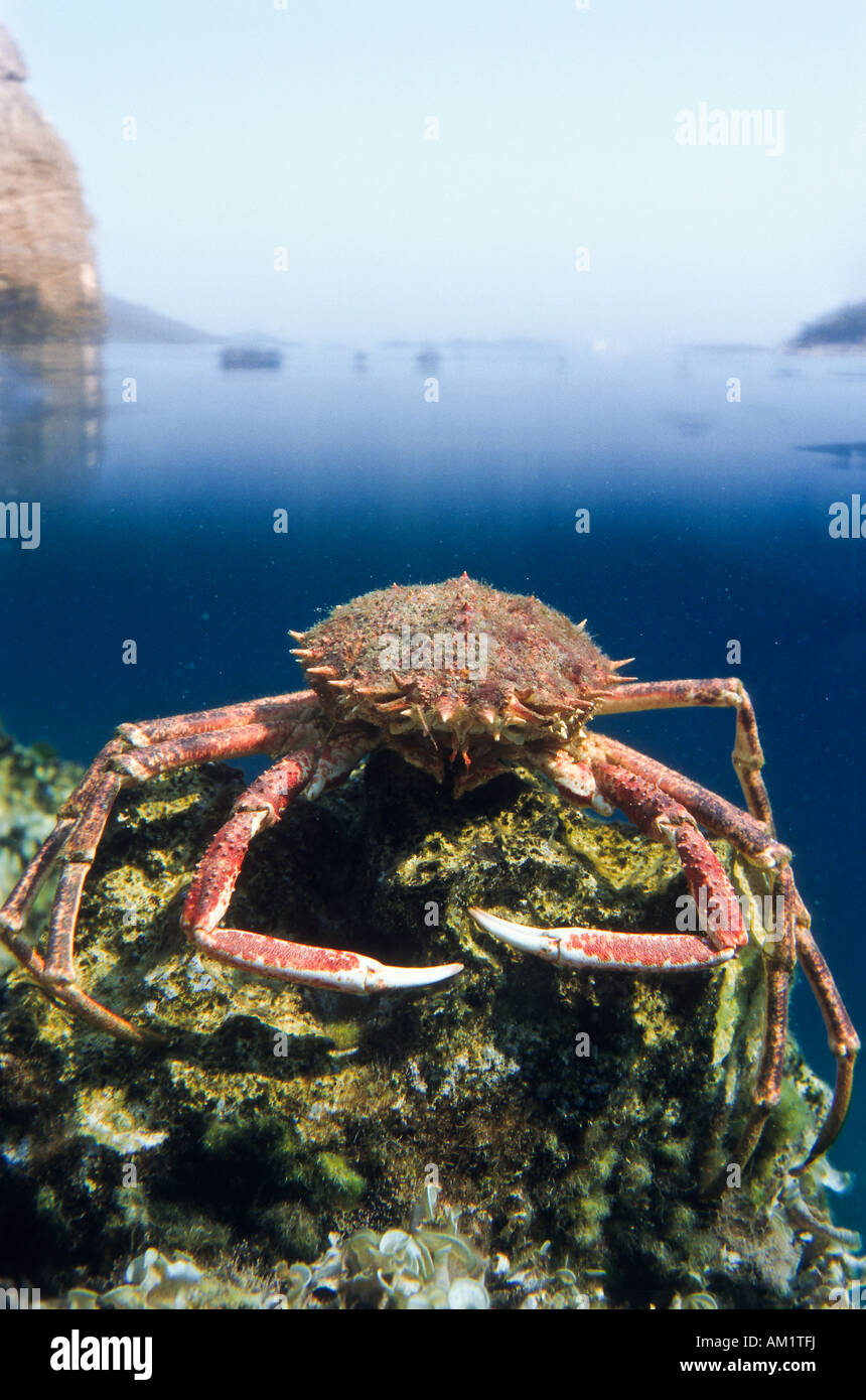 Crab sitting on an underwater rock, Crete, Greece Stock Photo Alamy