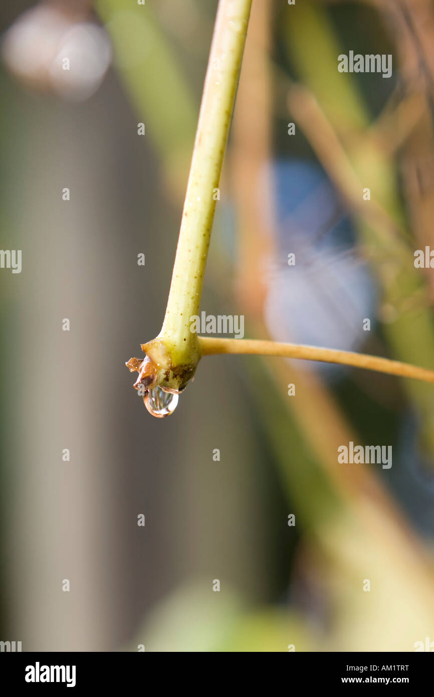 Raindrops in autumn on a stem Stock Photo