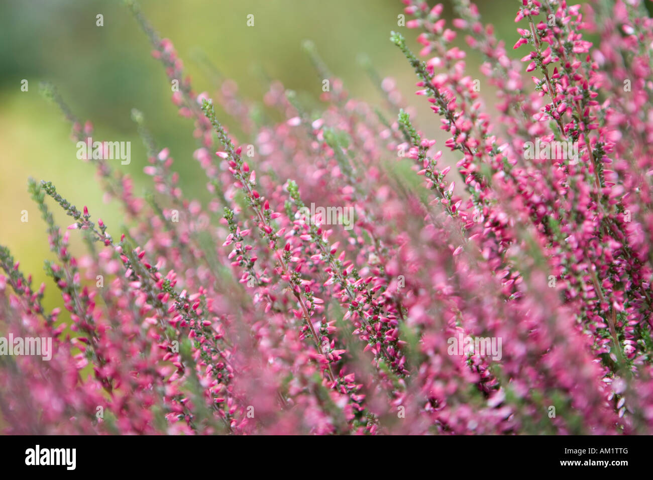Ericaceae Stock Photo
