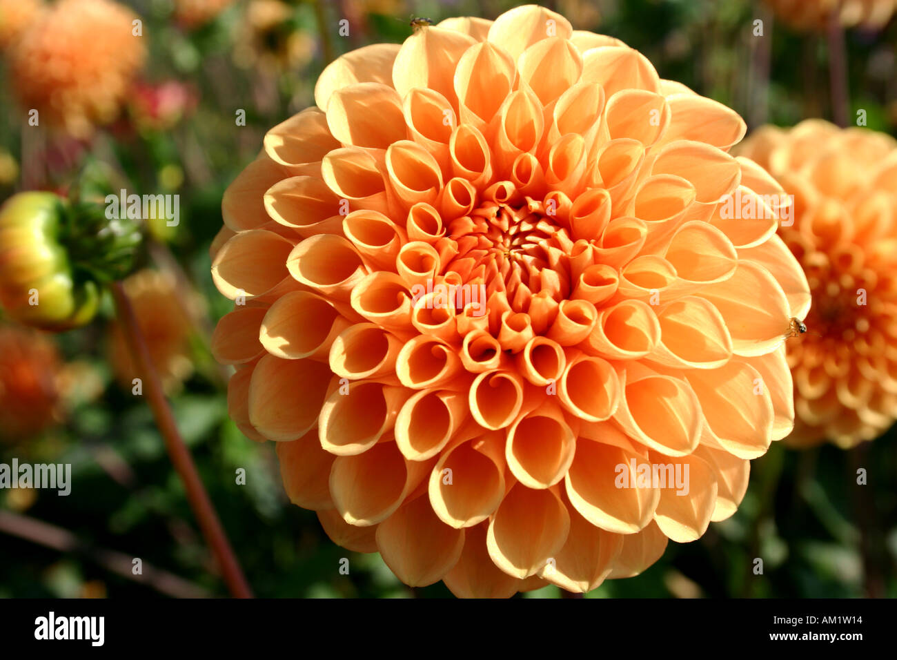 Dahlia Hybrid Pompon Klein Karin at Buga in Munich Germany Stock Photo