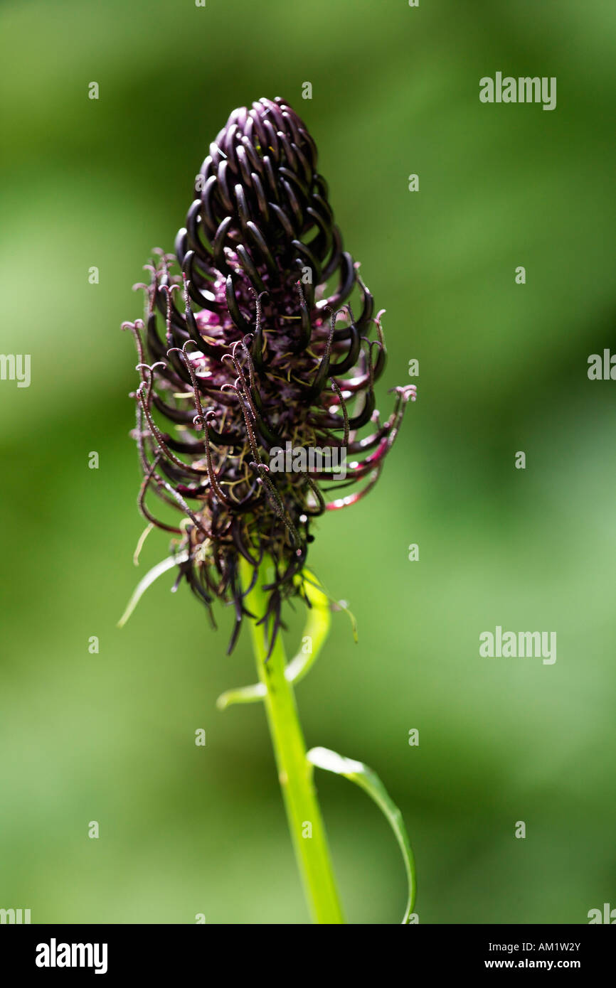 Rampion, Phyteuma ovatum, Alps Stock Photo