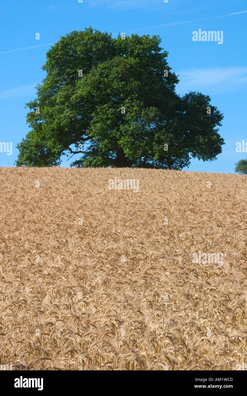 Corn field with trees and blue sky Stock Photo - Alamy