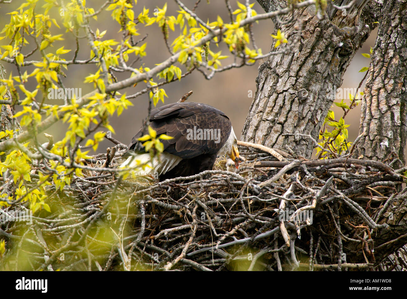 Bald Eagles nesting Anchorage Alaska Stock Photo