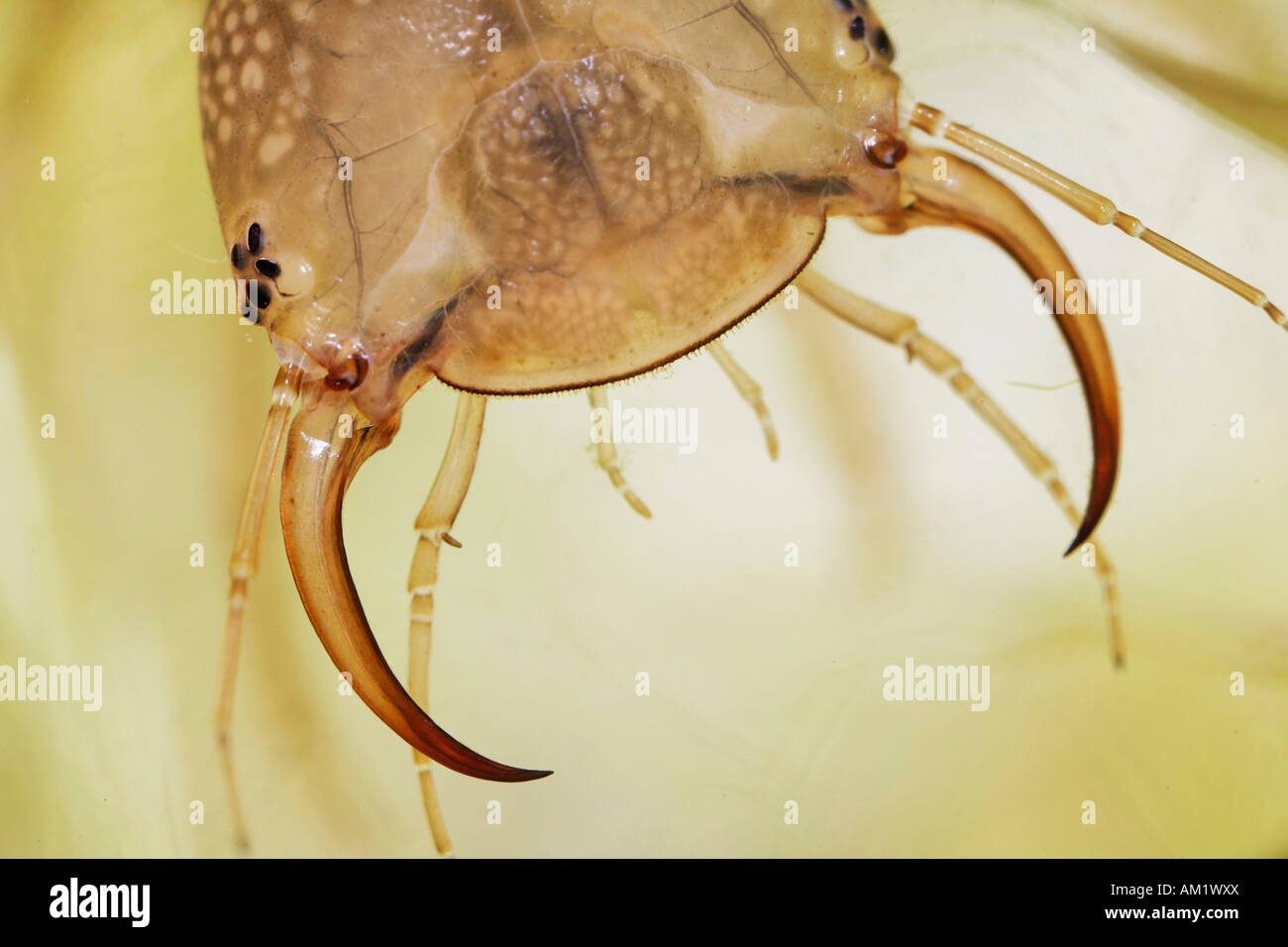 Larva of great diving beetle, mandible, Dytiscus marginalis, Dytiscidae, Germany Stock Photo
