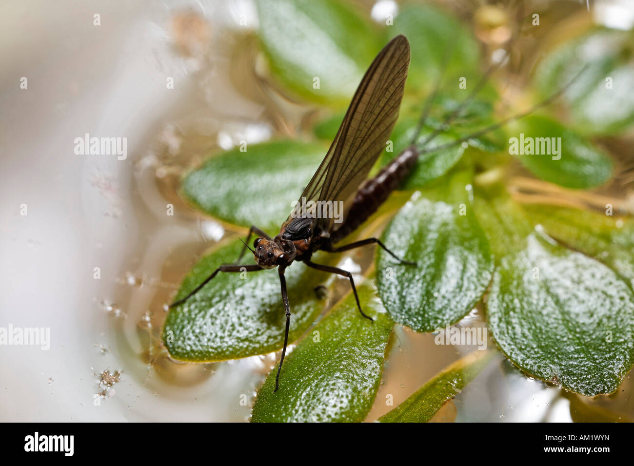 Mayfly, ephemera, Ephemeropteridae, Germany Stock Photo