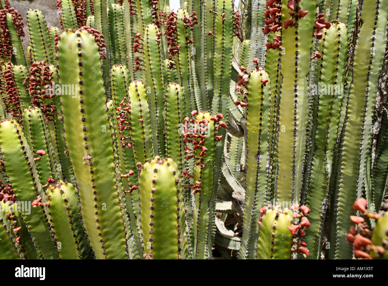 Canary Island Spurge (Euphorbia canariensis), Gran Canaria, Spain Stock Photo