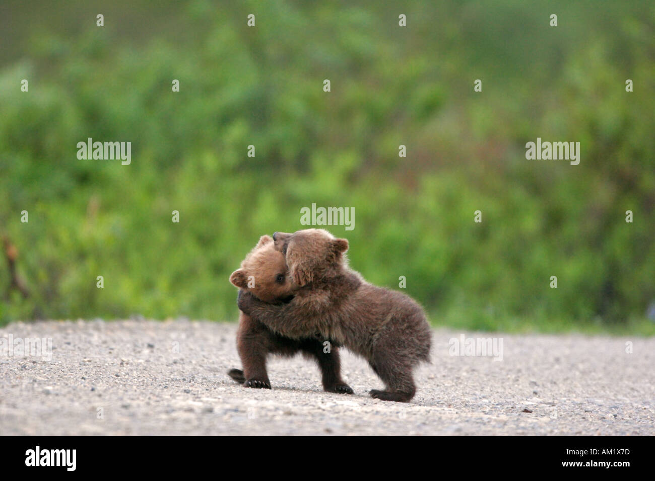 Spring cubs grizzly or brown bear Ursus arctos in Denali National Park Alaska Stock Photo
