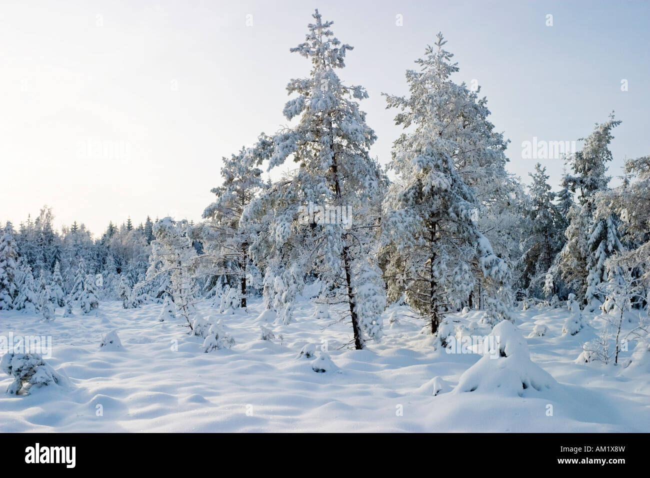 Boreal forest in wintertime Stock Photo