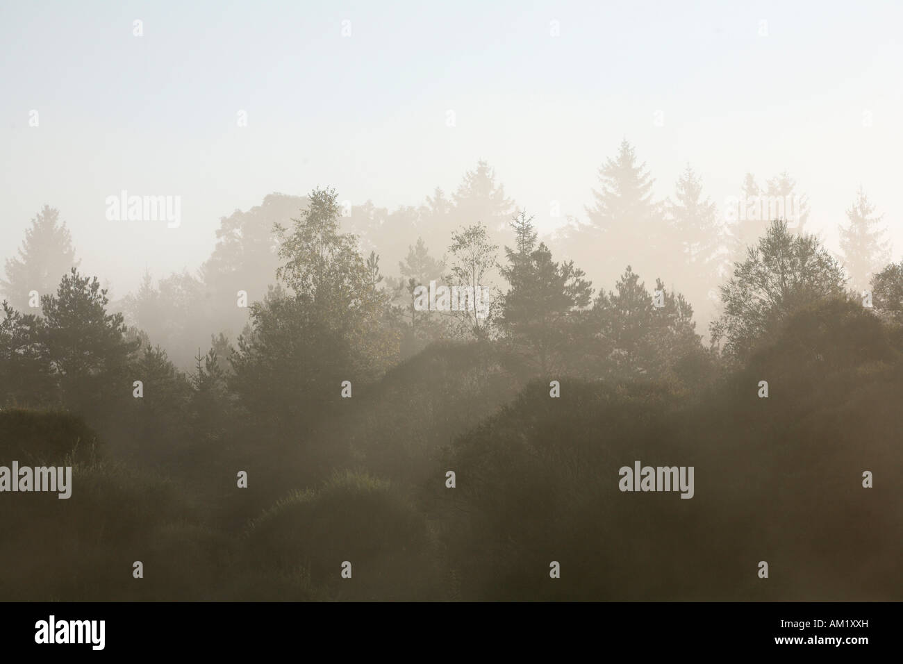 Morning fog at Isar river, Upper Bavaria, Germany Stock Photo