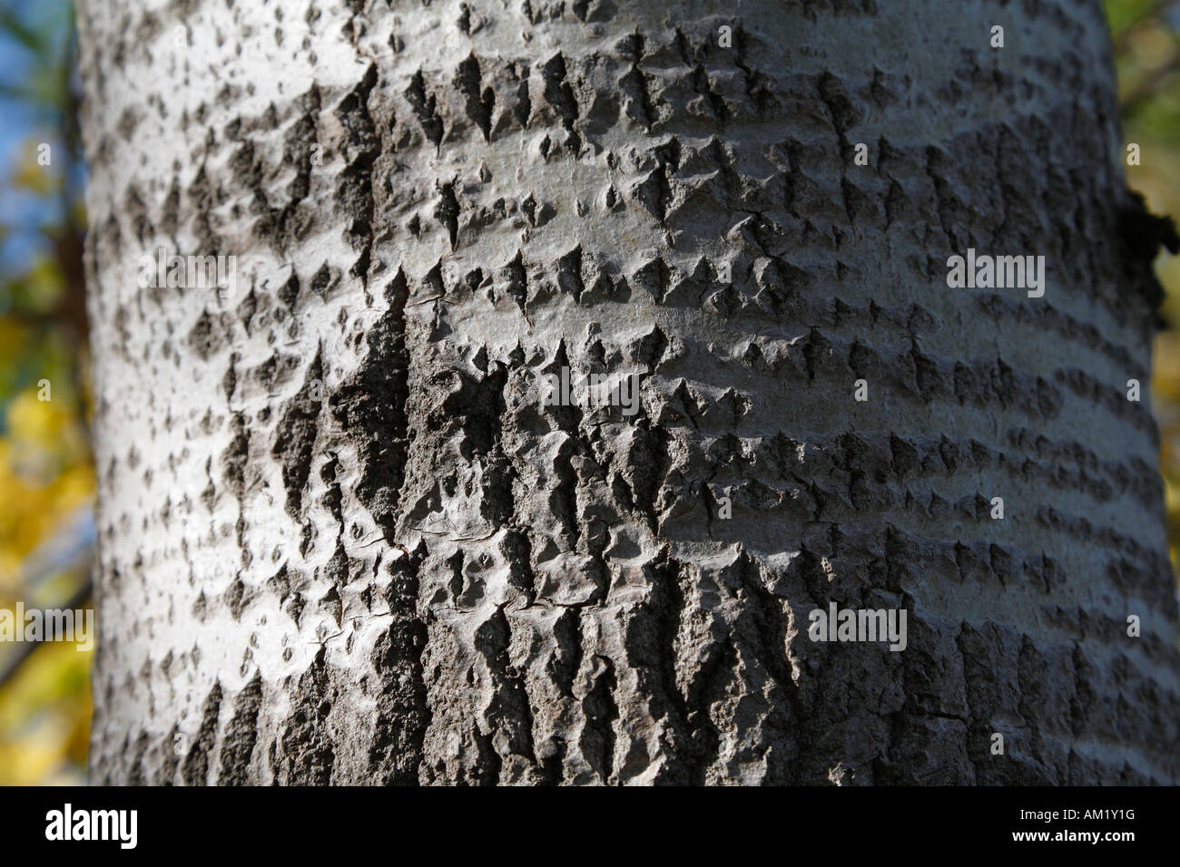 Bark of Common Aspen , Eurasian Aspen (Populus tremula Stock Photo Alamy
