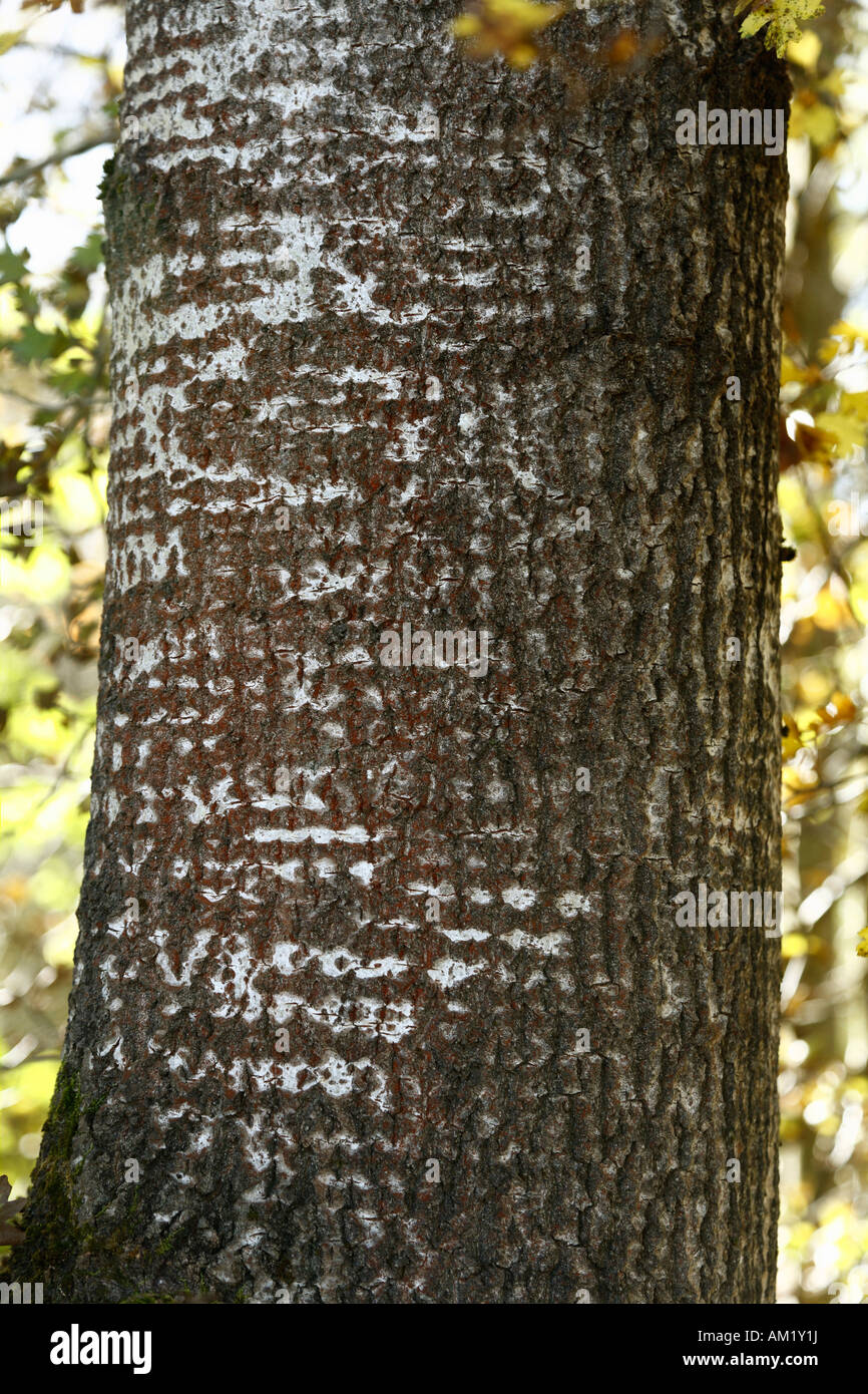 Bark of Common Aspen , Eurasian Aspen (Populus tremula Stock Photo Alamy