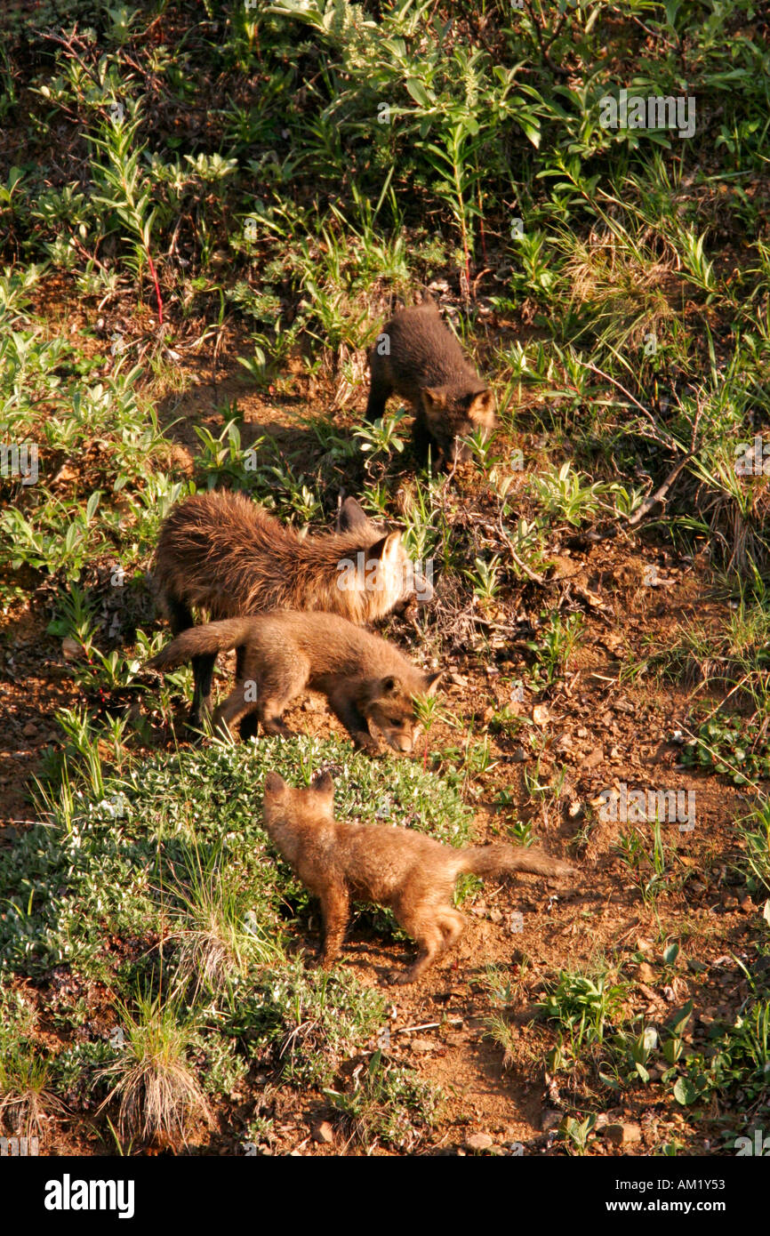 Red fox mom and kits hi-res stock photography and images - Alamy