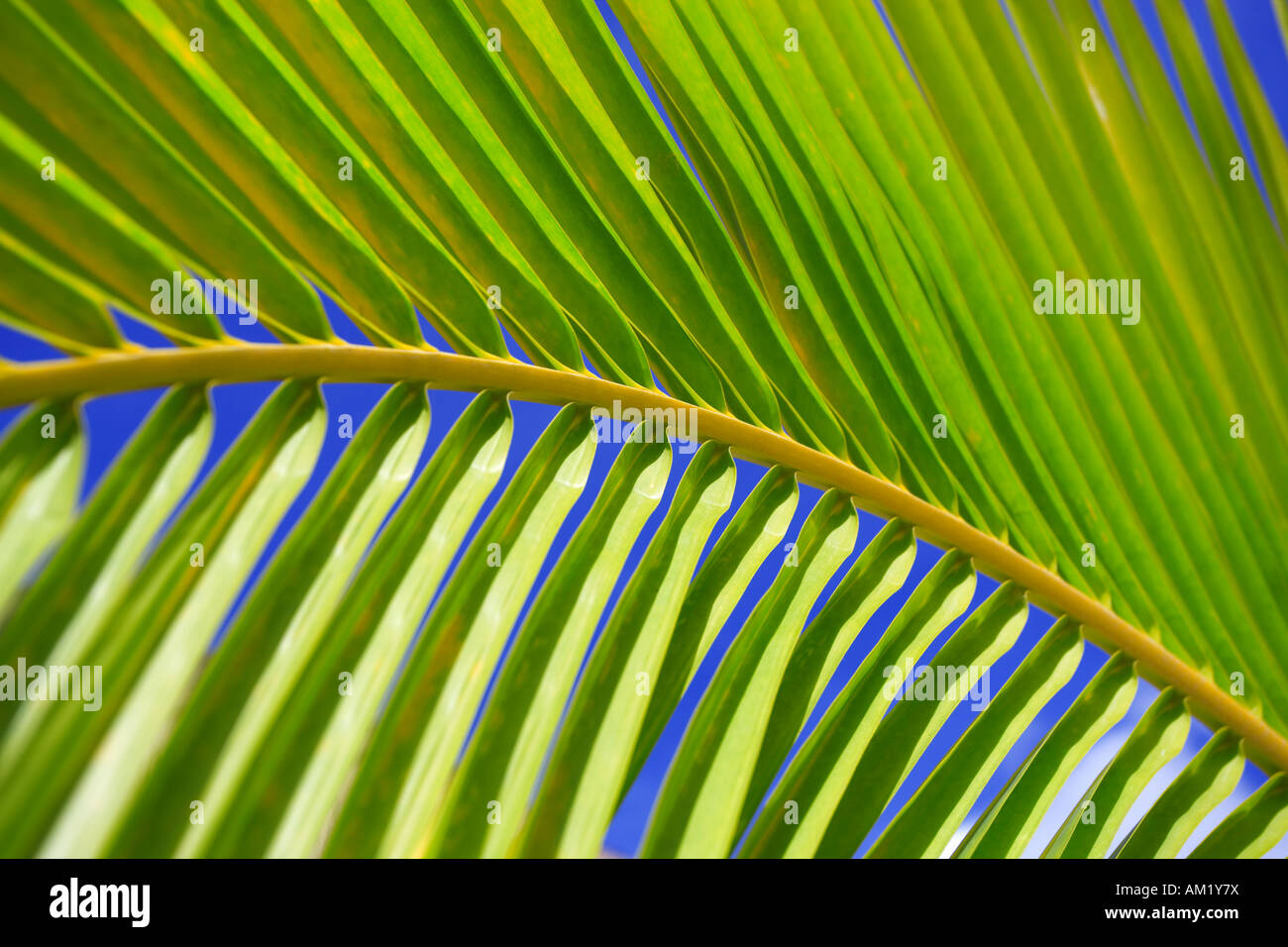 Tropical coconut palm tree leaf frond Stock Photo