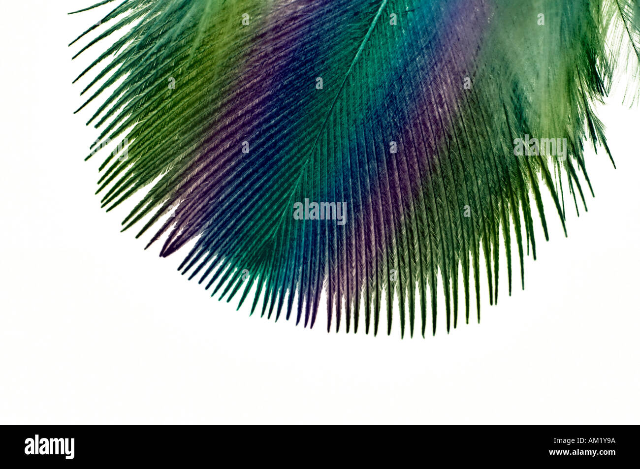 Feather with rainbow colouration Stock Photo