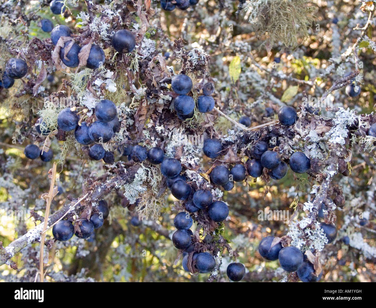 Sloes, Blackthorn bush Stock Photo