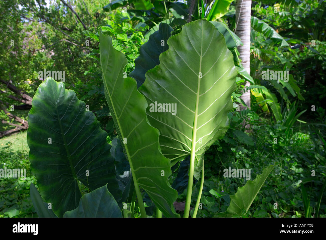 Large tropical plant leaves in Playa del Carmen, Riviera Maya, Mexico Stock Photo