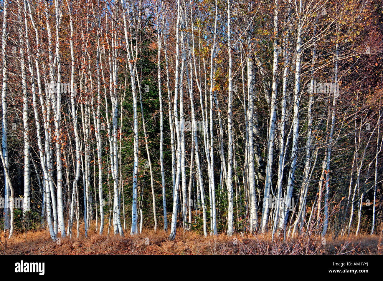 cannot see the forest but for the trees row of birch trees in autumn near Bad Toelz Bavaria Germany Europe Stock Photo