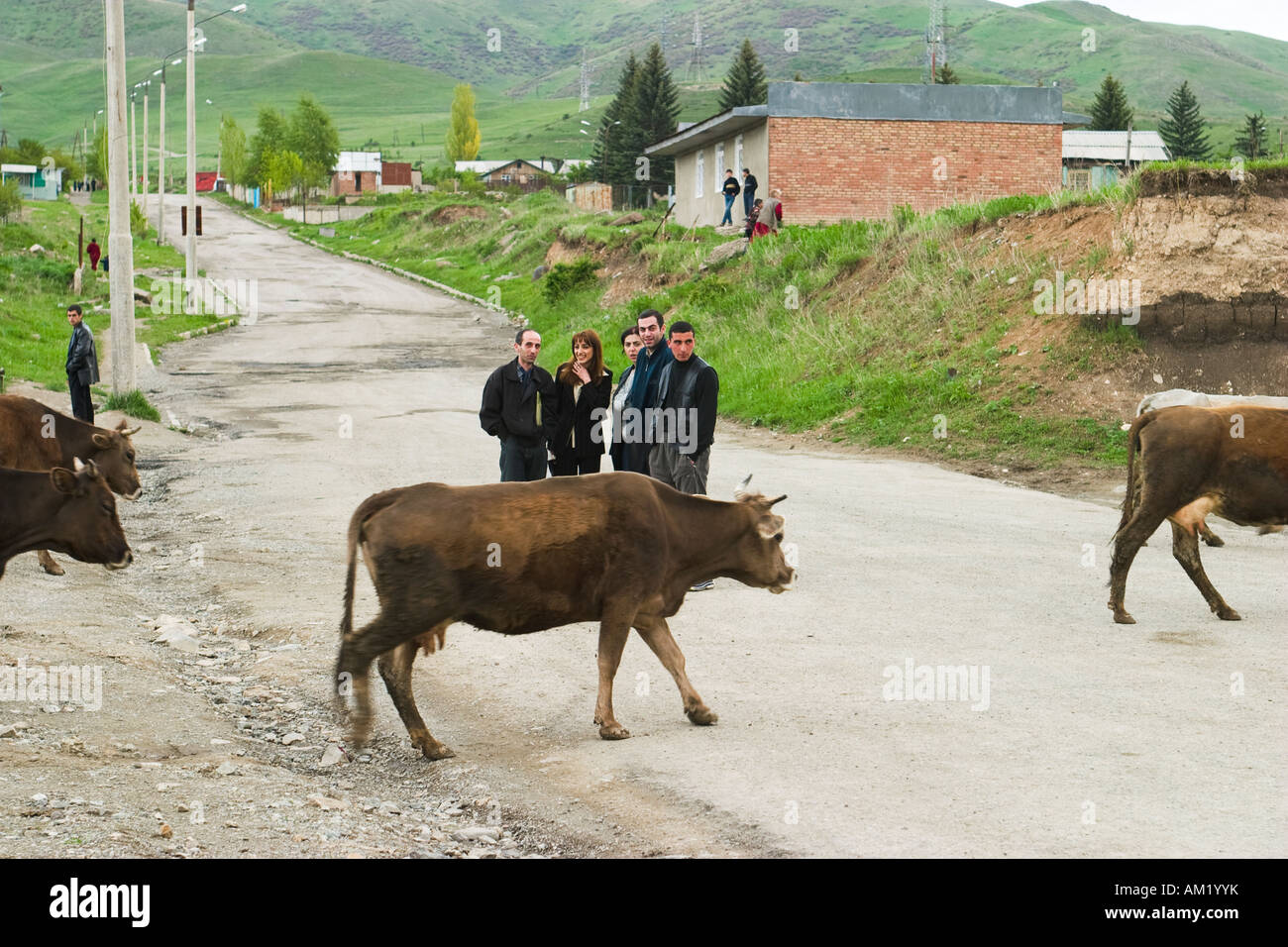 ARMENIA Vanadzor Herd of cattle walk down street in town group of adults stand in middle of road Stock Photo