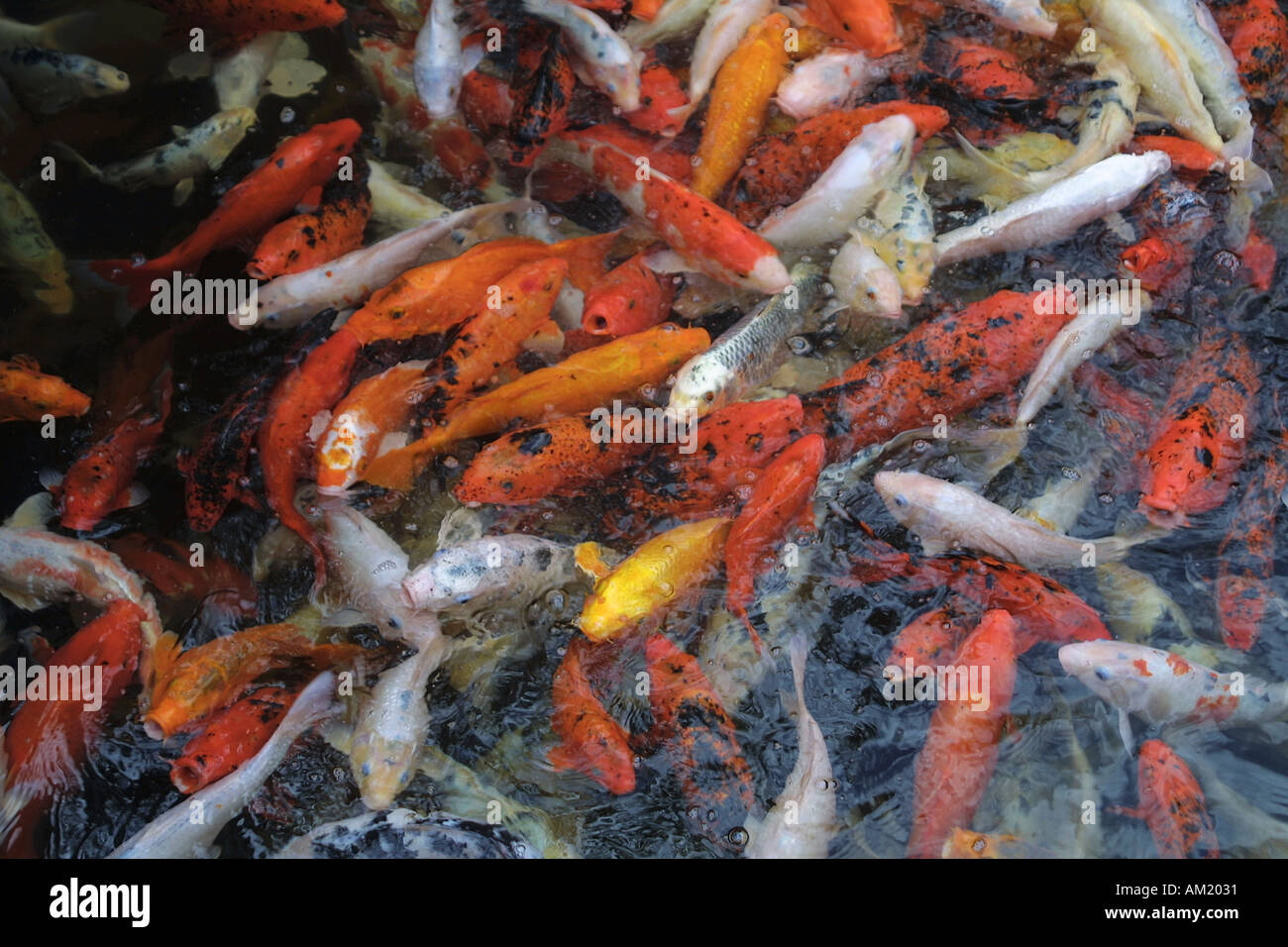 Canary goldfish hi-res stock photography and images - Alamy