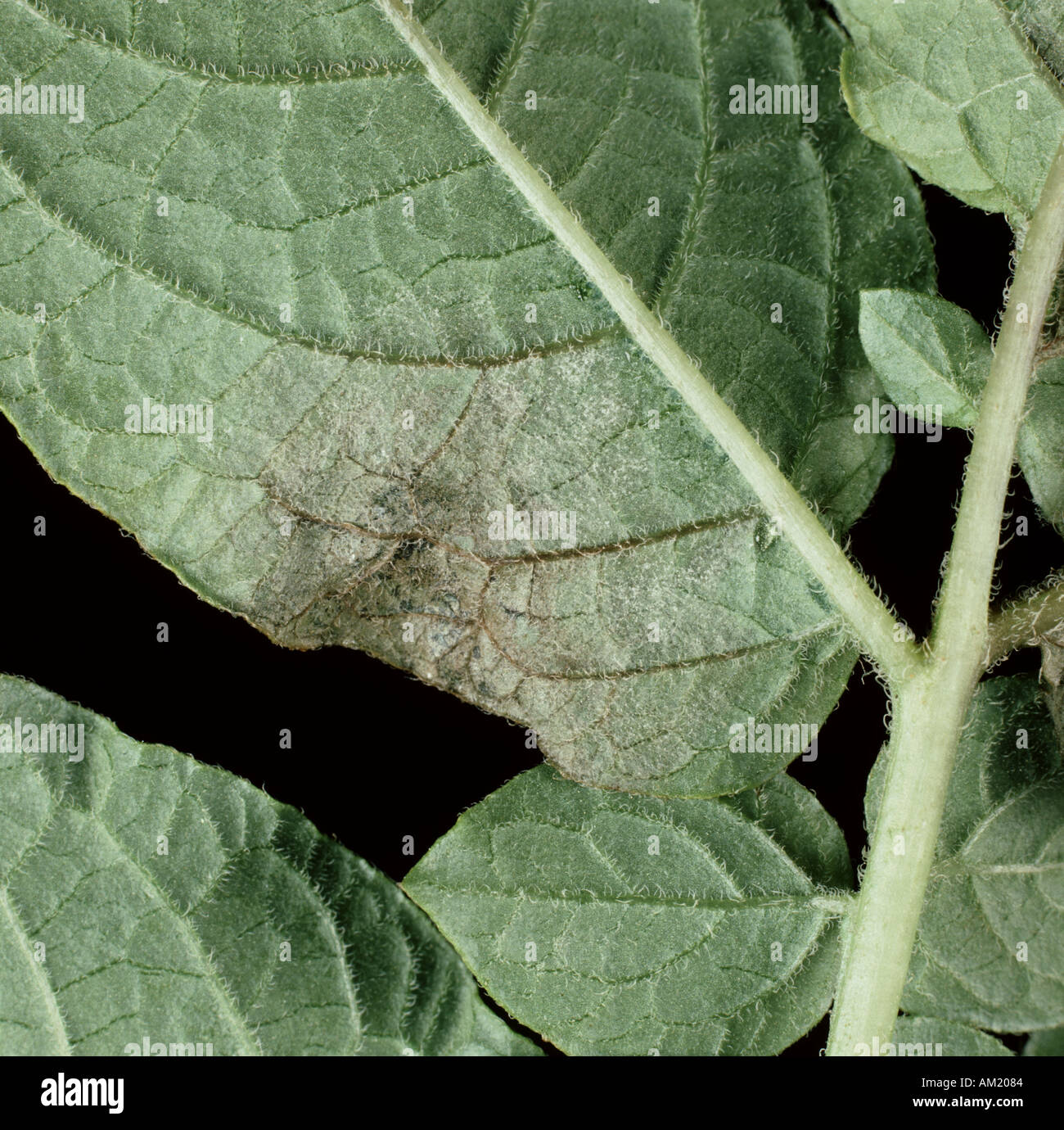 An early lesion of potato late blight Phytophthora infestans and mycelium on the underside of the leaf Stock Photo