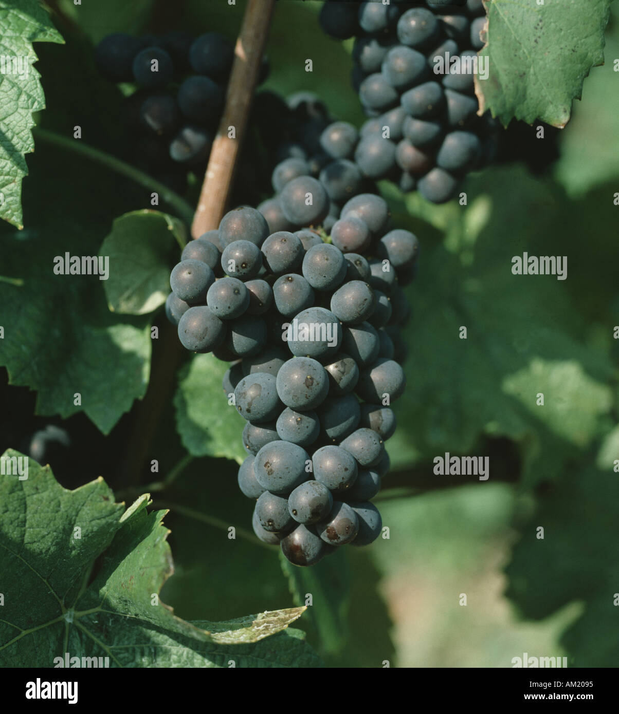 Pinot Noir wine grapes on the vine in Champagne France Stock Photo