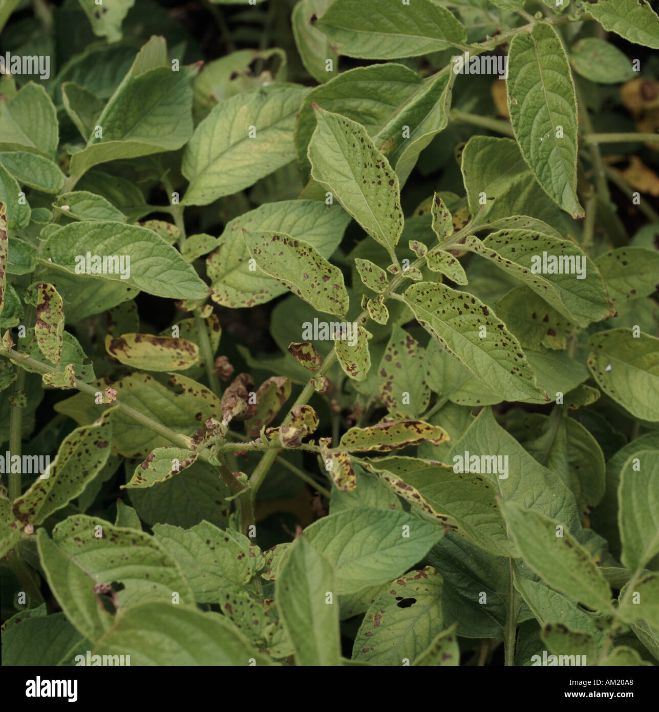 Leaf spotting necrosis on potato haulm caused by manganese (Mn) deficiency Stock Photo