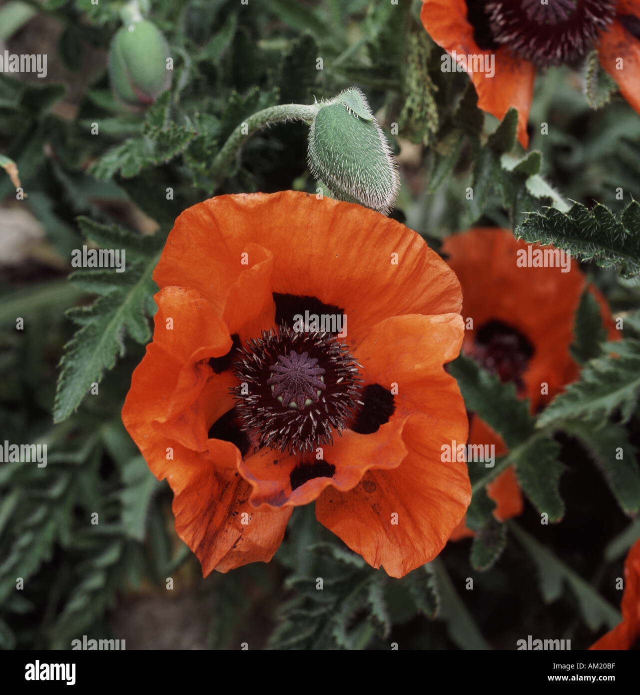 Red poppy with black spots hi-res stock photography and images - Alamy