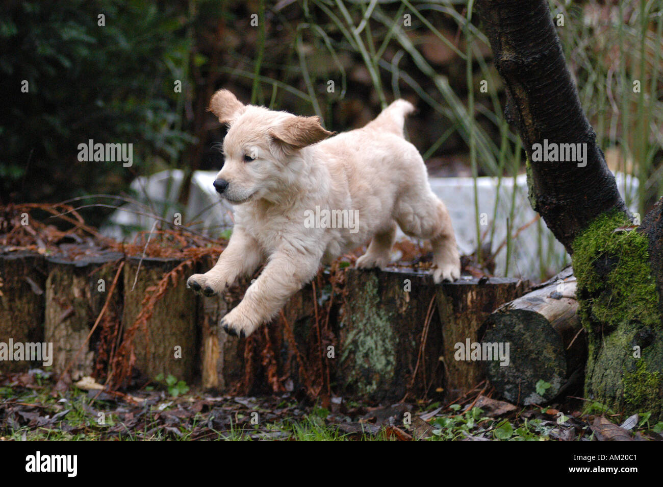 Golden Retriever puppy jumping Stock Photo Alamy